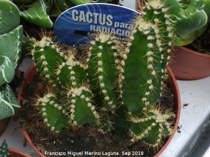 Cactus del Ordenador - Cactus del Ordenador. Invernadero en Jan
