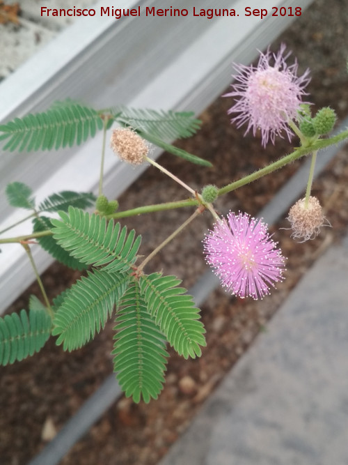 Mimosa pudica - Mimosa pudica. Flores. Invernadero en Jan