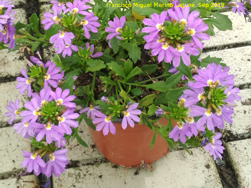 Flor de Abanico - Flor de Abanico. Invernadero en Jan