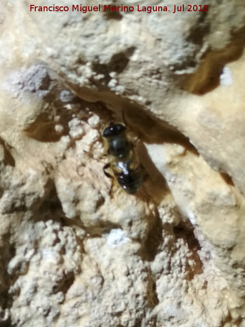 Cueva neoltica de los Corzos - Cueva neoltica de los Corzos. Fauna de la cueva