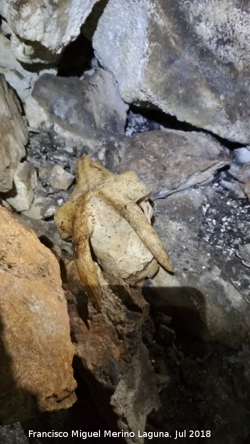 Cueva neoltica de los Corzos - Cueva neoltica de los Corzos. Crneo de cabra