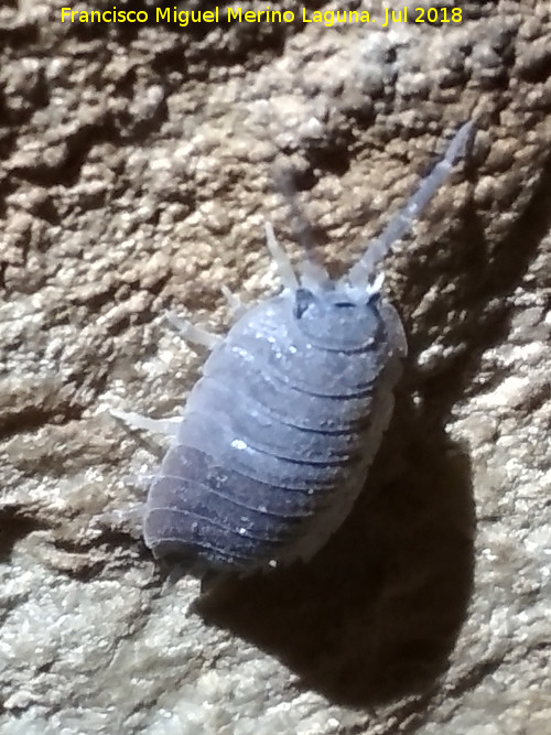 Cueva neoltica de los Corzos - Cueva neoltica de los Corzos. Cochinilla de las Cuevas