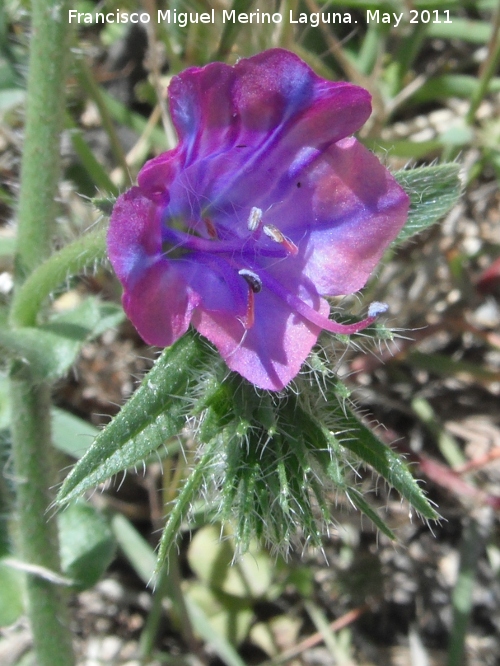 Viborera buglosa - Viborera buglosa. Cerro de los Lirios - Jan