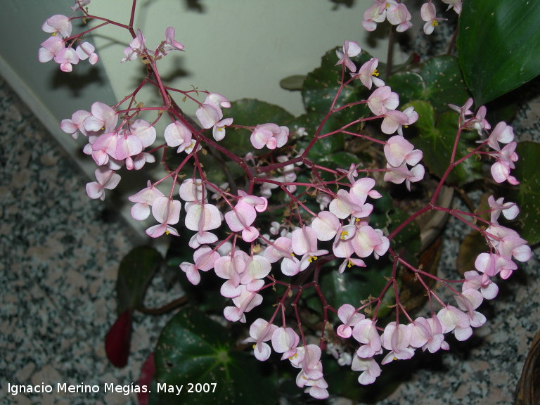 Begonia - Begonia. Navas de San Juan