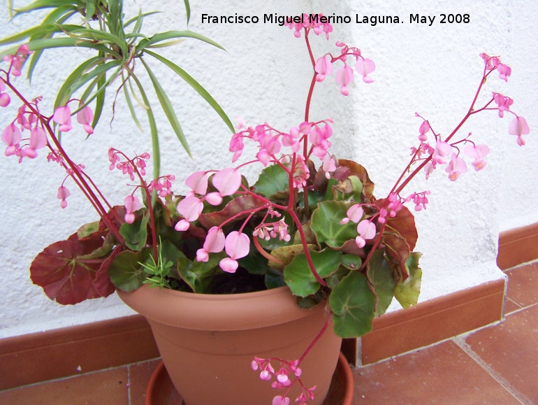 Begonia - Begonia. Navas de San Juan