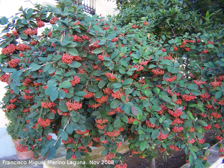 Griolera lechosa - Griolera lechosa. Alhama de Granada