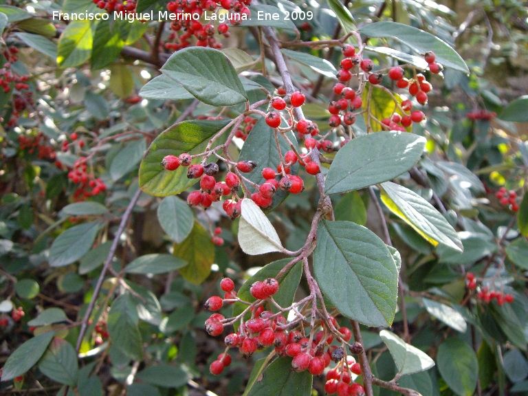 Cotoneaster - Cotoneaster. Nacimiento de Ro Fro - Los Villares