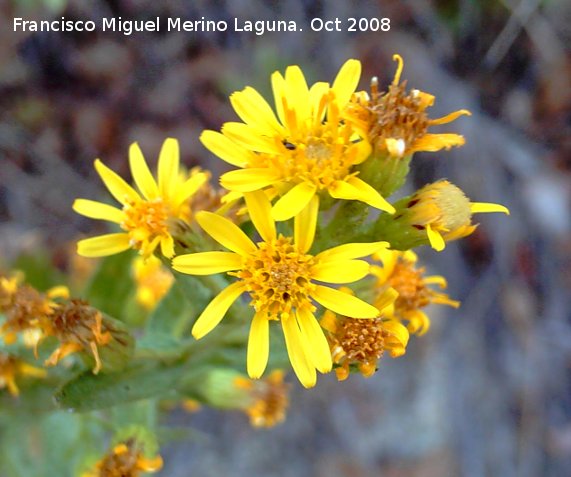 Senecio doria - Senecio doria. Jan