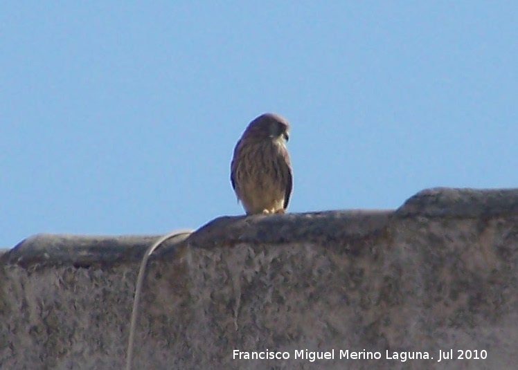 Pjaro Cerncalo primilla - Pjaro Cerncalo primilla. Jan