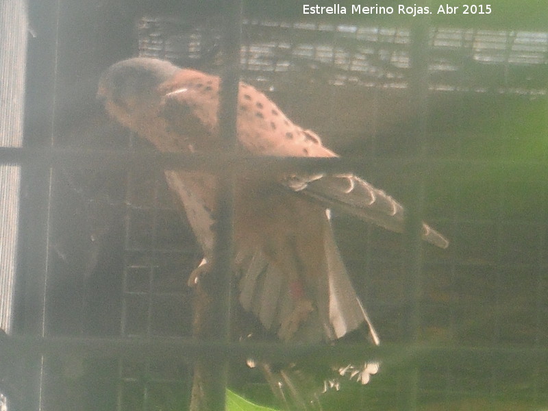 Pjaro Cerncalo primilla - Pjaro Cerncalo primilla. Zoo de Crdoba