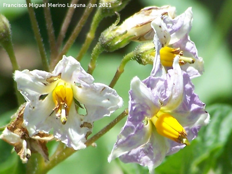 Patata - Patata. Flor. Los Villares