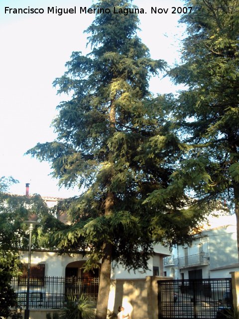 Cedro del Atlas - Cedro del Atlas. Navas de San Juan