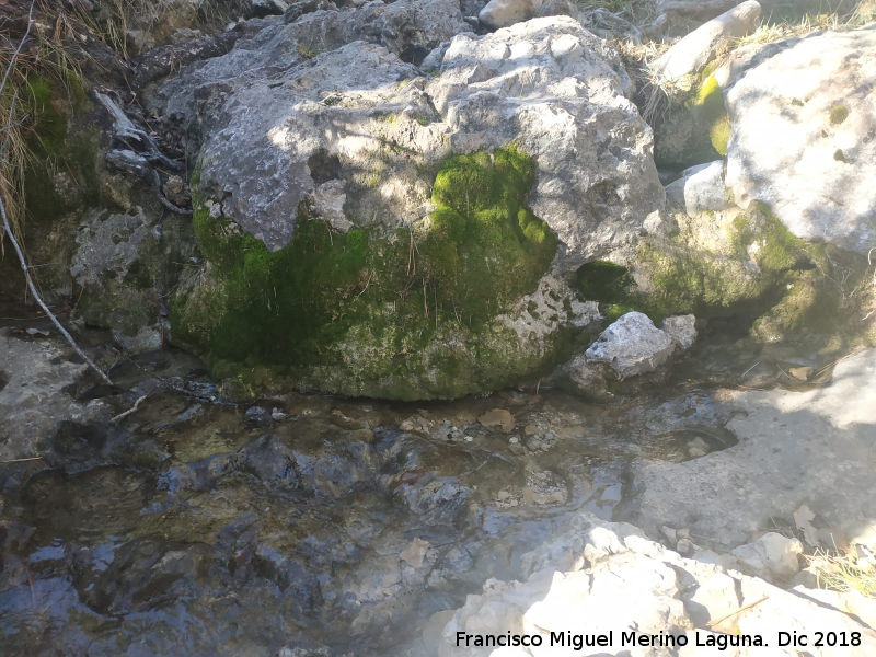 Nacimiento del Arroyo de Valdecuevas - Nacimiento del Arroyo de Valdecuevas. 