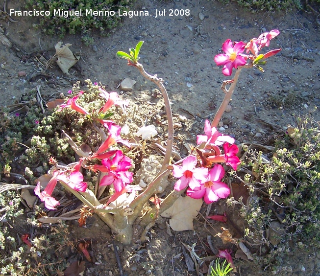 Rosa del desierto - Rosa del desierto. Benalmdena