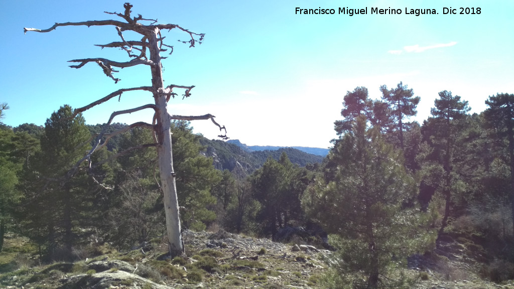 Camino de la Cueva de los Alcaetes - Camino de la Cueva de los Alcaetes. Vistas