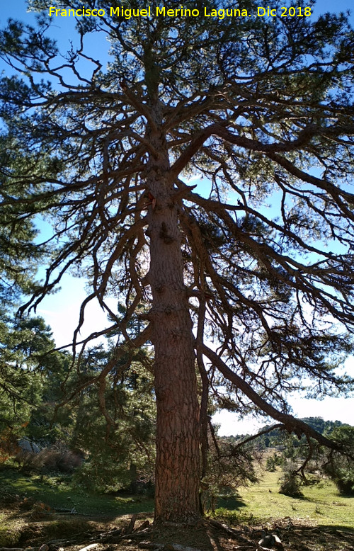 Pino de la Nava de Correvuela - Pino de la Nava de Correvuela. 