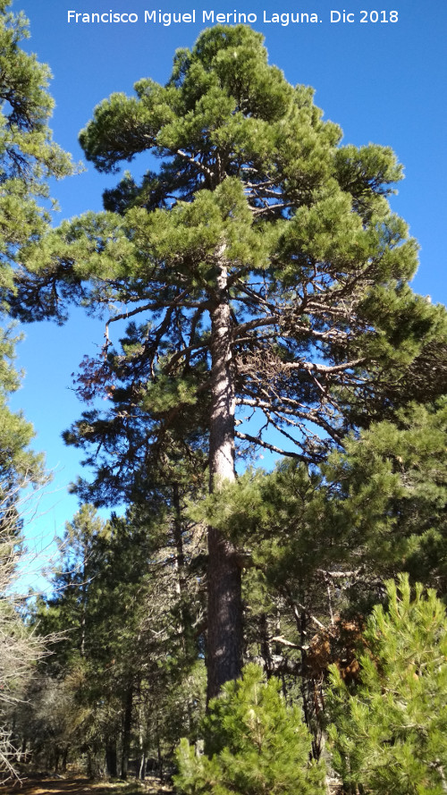 Pino del Camino de la Cueva de los Alcaetes - Pino del Camino de la Cueva de los Alcaetes. 