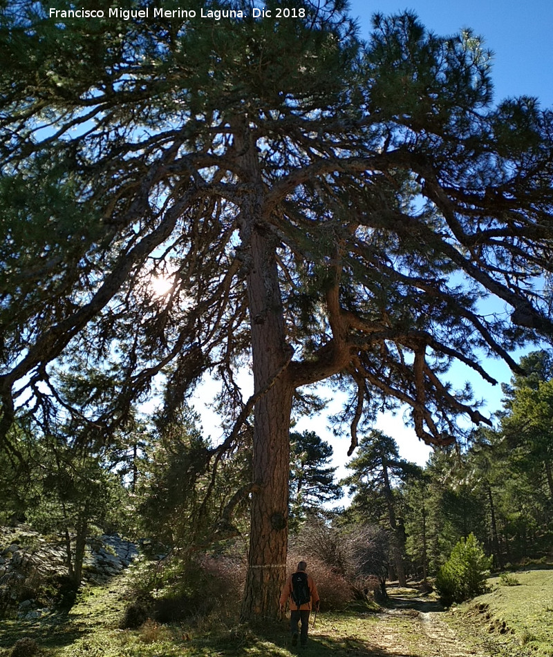 Pino de la Nava de Corevuela II - Pino de la Nava de Corevuela II. 