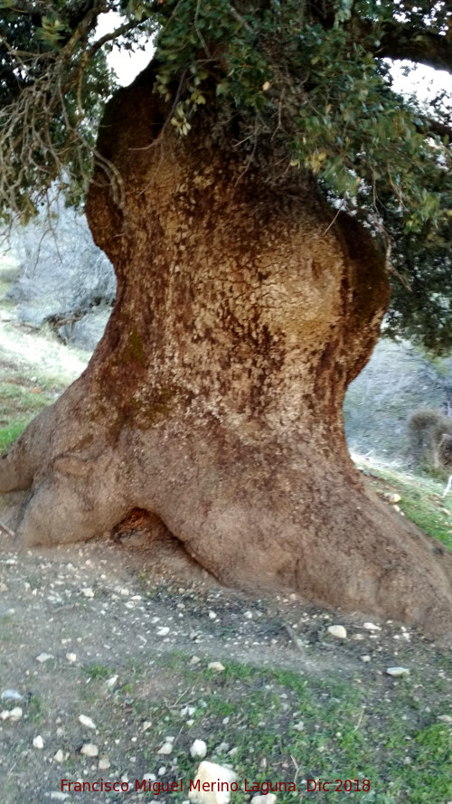 Encina Gorda de Fuenfra - Encina Gorda de Fuenfra. Tronco