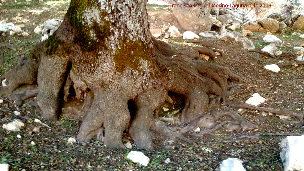 Encina de Fuenfra - Encina de Fuenfra. Raices