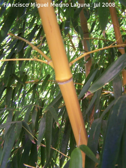 Bamb gigante - Bamb gigante. Benalmdena