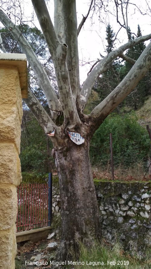 Pltano de Sombra del Balneario - Pltano de Sombra del Balneario. 