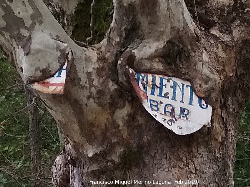 Pltano de Sombra del Balneario - Pltano de Sombra del Balneario. Cartel