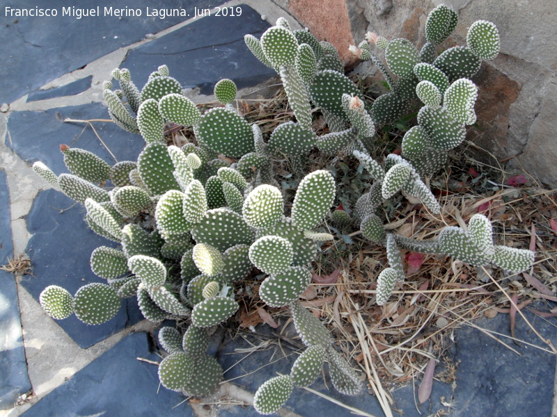 Cactus orejas de conejo - Cactus orejas de conejo. Cortijo de Don Camilo - lora