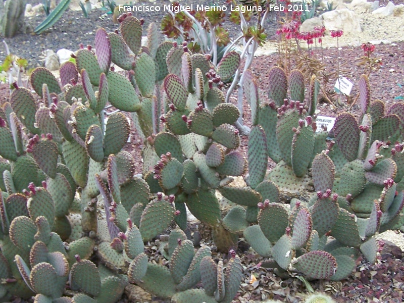 Cactus orejas de conejo - Cactus orejas de conejo. Tabernas