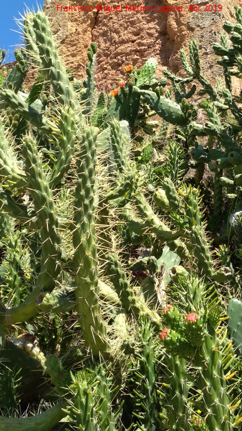 Cactus alfileres de Eva - Cactus alfileres de Eva. Niebla