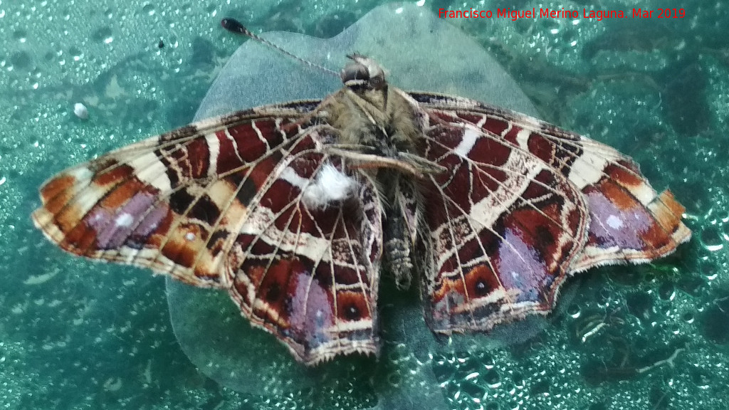 Mariposa Araschnia levana - Mariposa Araschnia levana. Navas de San Juan