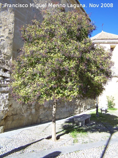Aligustre arboreo - Aligustre arboreo. Alhama de Granada