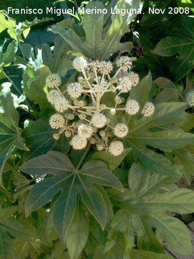 Aralia - Aralia. Jan