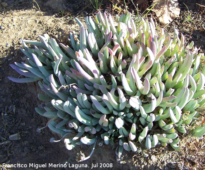 Argyroderma fissum - Argyroderma fissum. Benalmdena