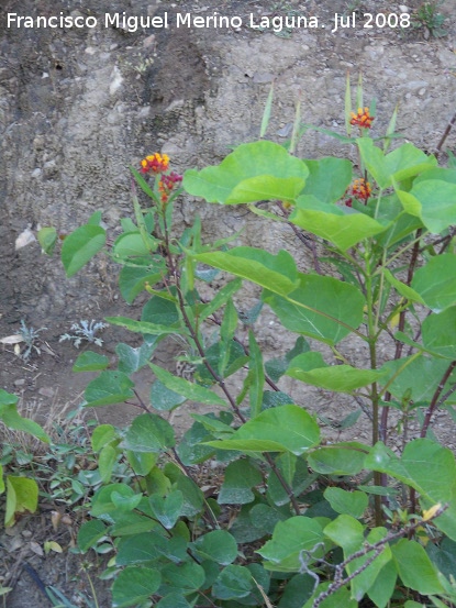 Flor de sangre - Flor de sangre. Benalmdena