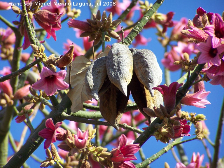 Brachichito rosa - Brachichito rosa. Benalmdena