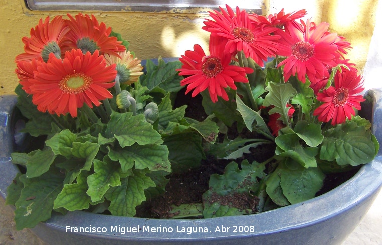 Gerbera - Gerbera. Los Villares