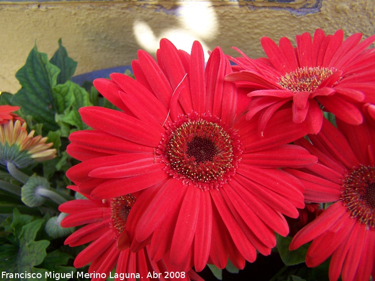 Gerbera - Gerbera. Los Villares