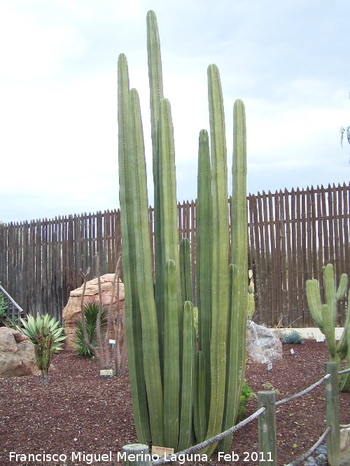 Cactus rgano - Cactus rgano. Tabernas