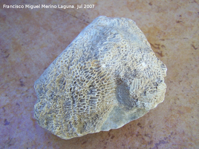 Coral Halysites - Coral Halysites. Segura de la Sierra