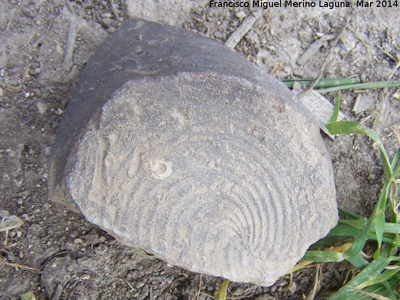 Oppidum Bora Cerealis - Oppidum Bora Cerealis. Cermica culo