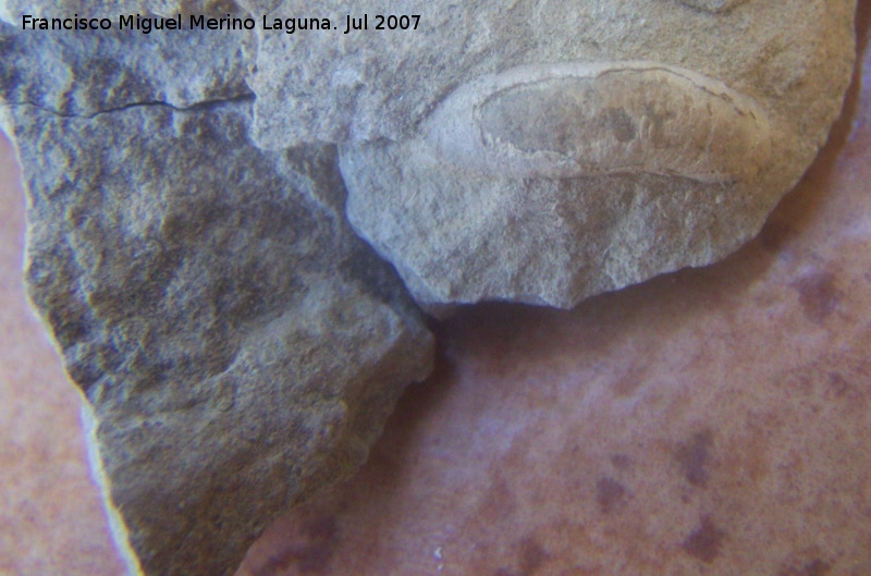 Ammonites Hyphantoceras - Ammonites Hyphantoceras. Segura de la Sierra