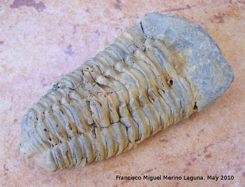 Trilobites de Callimene - Trilobites de Callimene. Alnif (Marruecos)