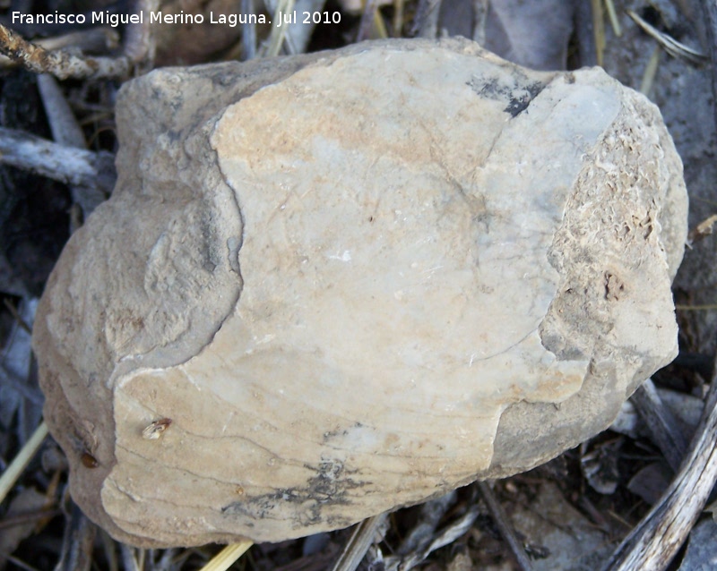 Ammonites Goniatites - Ammonites Goniatites. Arroyo Padilla - Jan