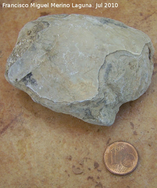 Ammonites Goniatites - Ammonites Goniatites. Arroyo Padilla - Jan