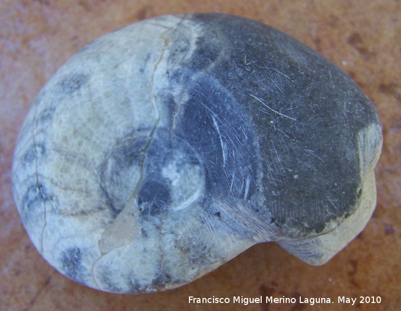 Ammonites Goniatites - Ammonites Goniatites. Pulido. Arfoud (Marruecos)