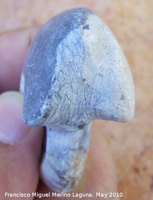 Ammonites Goniatites - Ammonites Goniatites. Pulido. Arfoud (Marruecos)