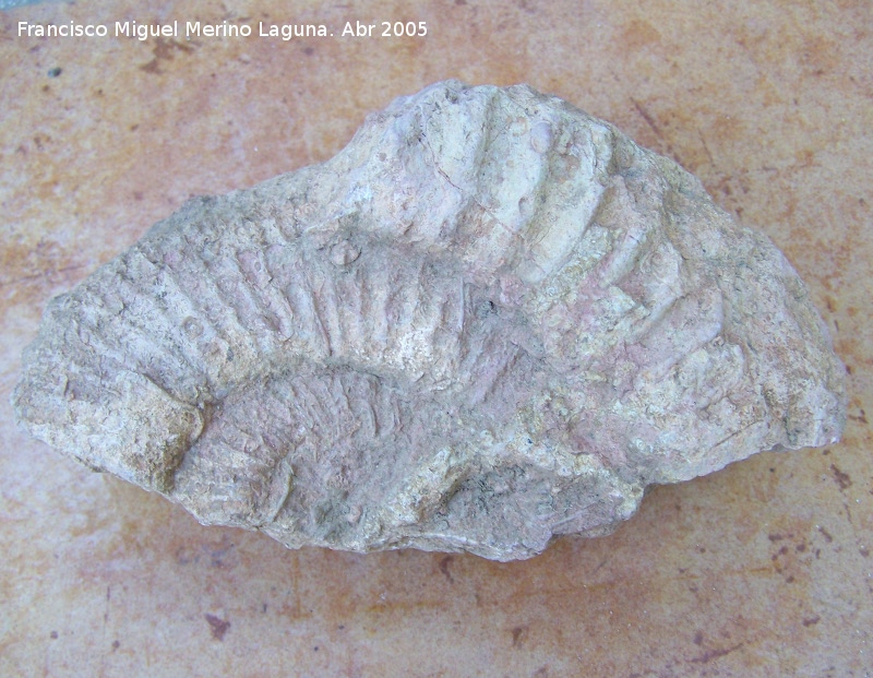 Ammonites Procheloniceras - Ammonites Procheloniceras. Montesin - Cazorla