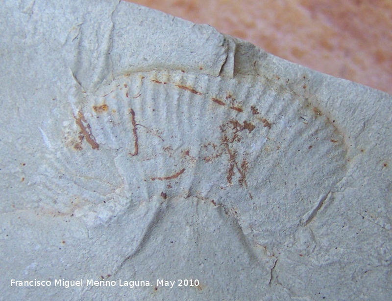 Ammonites Crioceras loryi - Ammonites Crioceras loryi. Los Villares