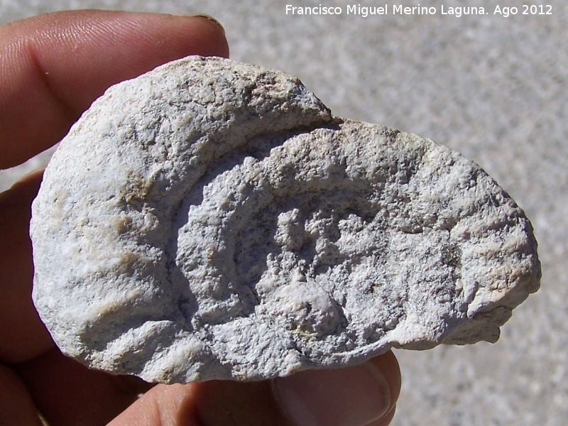 Ammonites Crioceras loryi - Ammonites Crioceras loryi. Barranco del Estoril - Jan